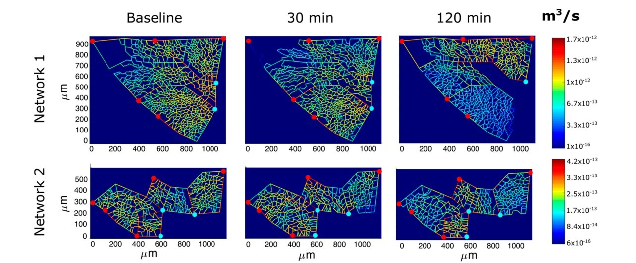 The impact of heterogeneity of the air-blood barrier on control of lung extravascular water and alveolar gas exchange